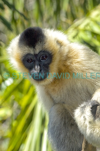white-cheeked gibbon;gibbon;female gibbon;captive gibbon;adelaide zoo;Nomascus leucogenys;asian primate;indonesian primate;lesser ape