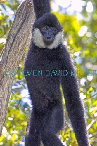white-cheeked gibbon;gibbon;male gibbon;captive gibbon;adelaide zoo;asian primate