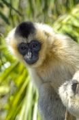 white-cheeked-gibbon;gibbon;female-gibbon;captive-gibbon;adelaide-zoo;Nomascus-leucogenys;asian-prim