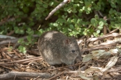 Bettongs and Potoroos