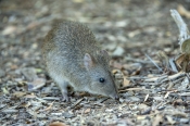 australian-marsupial;small-marsupial