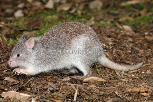 rufous bettong;rufous rat kangaroo;aepyprymnus rufescens;australian native animal;australian marsupial;small marsupial;cute little animal