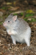 rufous-bettong;rufous-rat-kangaroo;aepyprymnus-rufescens;australian-native-animal;australian-marsupi