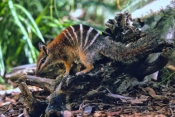 numbat-picture;numbat;myrmecobius-fasciatus;numbat-eating;numbat-eating-termites;perth-zoo;captive-n