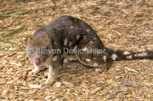 spot-tailed quoll;spotted-tailed quoll;quoll;tiger quoll;tiger cat;dasyurus maculatus;devils heaven wildlife park;tasmania. steven david miller