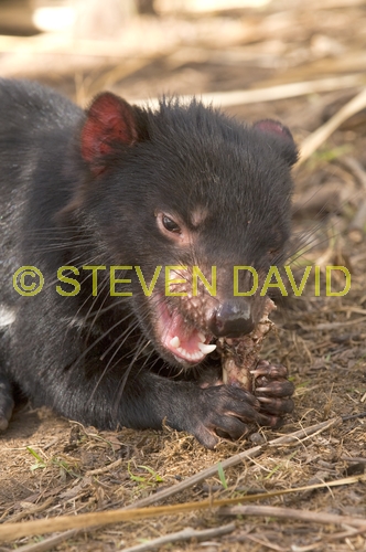 tasmanian devil;sarcophilus harrisi;tasmanian wildlife park;tasmanian devil eating;juvenile tasmanian devil;tasmania;animal eating;carnivorous marsupial eating