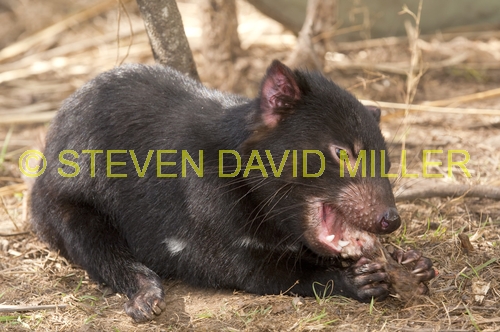 tasmanian devil;sarcophilus harrisi;tasmanian wildlife park;tasmanian devil eating;juvenile tasmanian devil;tasmania;animal eating;carnivorous marsupial eating