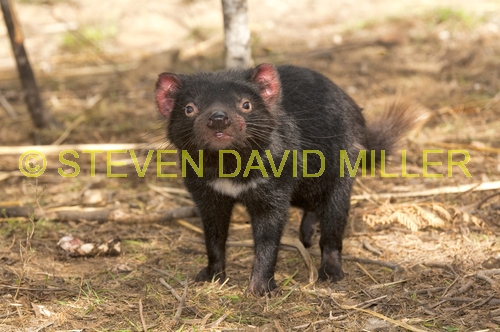 tasmanian devil;sarcophilus harrisi;tasmanian wildlife park;juvenile tasmanian devil;tasmania;carnivoros marsupial;australian marsupials