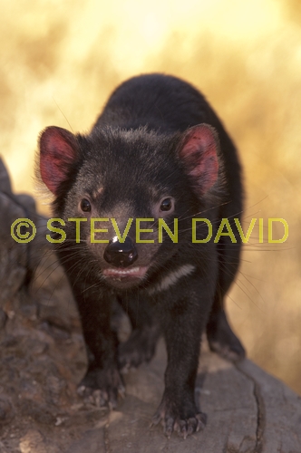 tasmanian devil;sarcophilus harrisi;tasmanian wildlife park;tasmania;something wild wildlife park;australian marsupials;carnivoros marsupial