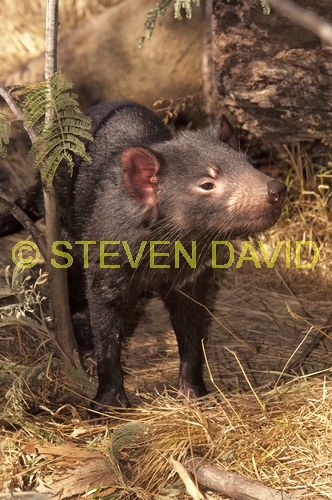tasmanian devil;sarcophilus harrisi;tasmanian wildlife park;tasmania;something wild wildlife park;australian marsupials;carnivoros marsupial