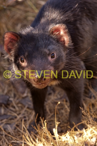 tasmanian devil;sarcophilus harrisi;tasmanian wildlife park;tasmania;something wild wildlife park;australian marsupials;carnivoros marsupial;eye contact;animal looking in camera