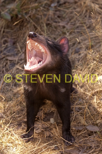 tasmanian devil;sarcophilus harrisi;tasmanian wildlife park;tasmania;something wild wildlife park;australian marsupials;carnivoros marsupial;tasmanian devil with mouth open;animal with mouth open;teeth;animal teeth