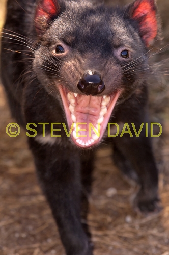 tasmanian devil;sarcophilus harrisi;tasmanian wildlife park;tasmania;something wild wildlife park;australian marsupials;carnivoros marsupial;tasmanian devil with mouth open;animal with mouth open;teeth;animal teeth
