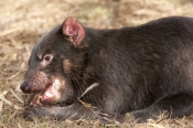tasmanian-devil;sarcophilus-harrisi;tasmanian-wildlife-park;tasmanian-devil-eating;juvenile-tasmania