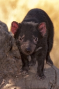 tasmanian-devil;sarcophilus-harrisi;tasmanian-wildlife-park;tasmania;something-wild-wildlife-park;au