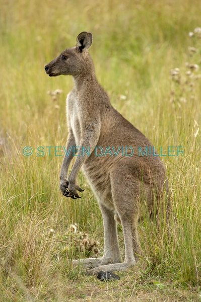 Gariwerd;eastern gray kangaroo