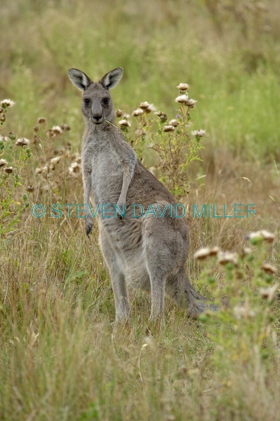 Gariwerd;eastern gray kangaroo