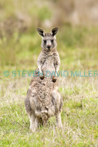 young eastern grey kangaroo picture;young eastern grey kangaroo;young eastern gray kangaroo;young eastern grey kangaroo;grey kangaroo;gray kangaroo;macropus giganteus;grampians national park;australian marsupials;australian national parks;victoria national park;victorian national parks;steven david miller