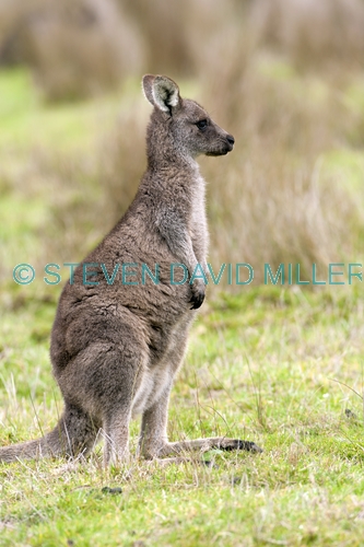 eastern grey kangaroo picture;eastern grey kangaroo;eastern gray kangaroo;female eastern grey kangaroo;grey kangaroo;gray kangaroo;macropus giganteus;grampians national park;australian marsupials;australian national parks;victoria national park;victorian national parks;steven david miller