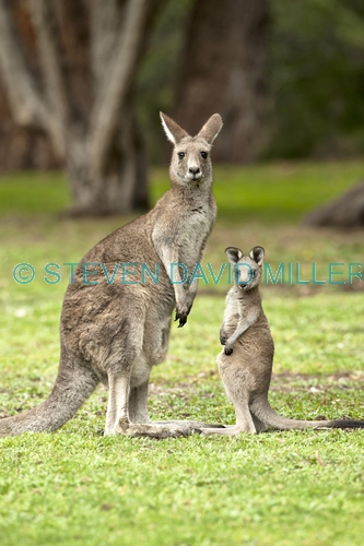 eastern grey kangaroo with joey picture;eastern grey kangaroo with joey;grey kangaroo with joey;kangaroo with joey;macropus giganteus;joey with mother;kangaroo with baby;mother and child portrait;grampians national park;australian marsupials;australian national parks;victoria national park;victorian national parks;steven david miller