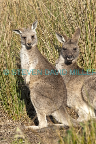 eastern grey kangaroo joey picture;eastern grey kangaroo joey;eastern gray kangaroo joey;grey kangaroo joey;kangaroo joey;macropus giganteus;kangaroo joey portrait;young kangaroo;grampians national park;australian marsupials;australian national parks;victoria national park;victorian national parks;steven david miller