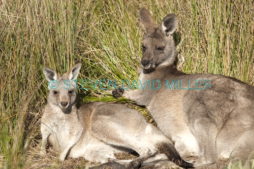 eastern grey kangaroo mother and joey picture;eastern grey kangaroo mother and joey;eastern gray kangaroo mother and joey;grey kangaroo mother and joey;kangaroo joey and mother;macropus giganteus;kangaroo joey and mother portrait;young kangaroo with mother;grampians national park;australian marsupials;australian national parks;victoria national park;victorian national parks;steven david miller