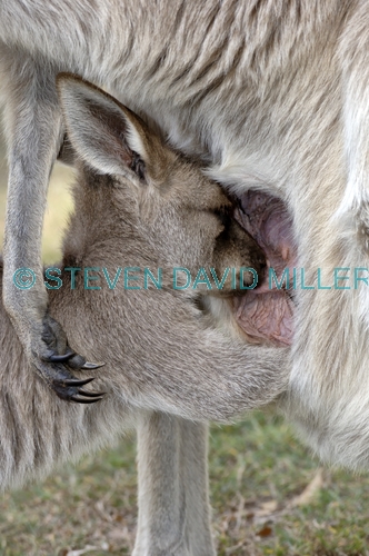 eastern grey kangaroo;macropus giganteus;kangaroo;kangaroo joey;kangaroo joey in pouch;kangaroo joey drinking from pouch;kangaroo joey drinking;joey drinking;joey drinking from mother's pouch