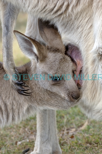 eastern grey kangaroo;macropus giganteus;kangaroo;kangaroo joey;kangaroo joey in pouch;kangaroo joey drinking from pouch;kangaroo joey drinking;joey drinking;joey drinking from mother's pouch