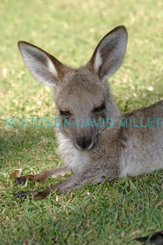 eastern grey kangaroo;macropus giganteus;kangaroo;kangaroo joey;joey;marsupial
