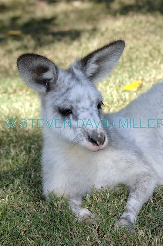 eastern grey kangaroo;macropus giganteus;kangaroo;white kangaroo;white eastern grey kangaroo;white grey kangaroo;white animal;white marsupial