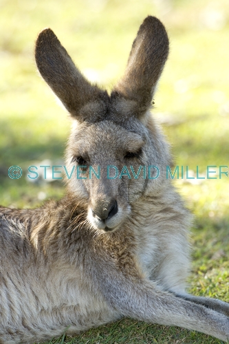 eastern grey kangaroo;macropus giganteus;kangaroo lying down;kangaroo head portrait;lone pine koala sanctuary