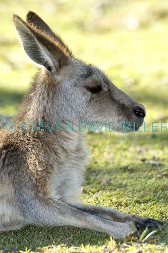 eastern grey kangaroo;macropus giganteus;kangaroo lying down;lone pine koala sanctuary;kangaroo head portrait