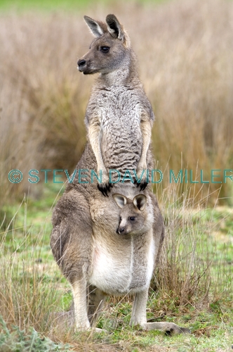 kangaroo;joey;joey in pouch;mother and baby kangaroo;eastern grey kangaroo;macropus giganteus;grampians;steven david miller