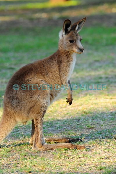 australian national parks;gray kangaroo