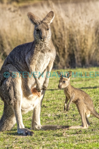 eastern grey kangaroo;macropus giganteus;mother kangaroo with joey;joey kangaroo;grampians national park;steven david miller