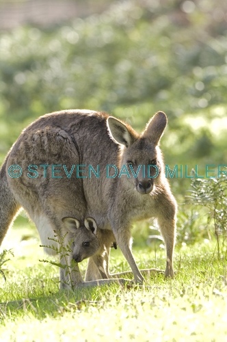 eastern grey kangaroo;macropus giganteus;mother kangaroo with joey in pouch;grampians national park;steven david miller