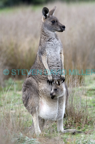 eastern grey kangaroo;macropus giganteus;mother kangaroo with joey in pouch;grampians national park;steven david miller