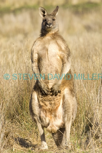 male eastern grey kangaroo;macropus giganteus;male kangaroo standing;grampians national park;male kangaroo