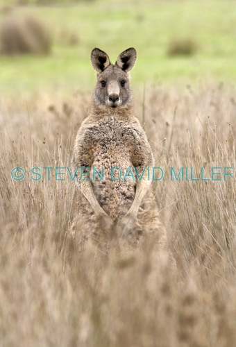 male eastern grey kangaroo;macropus giganteus;male kangaroo standing;grampians national park;steven david miller