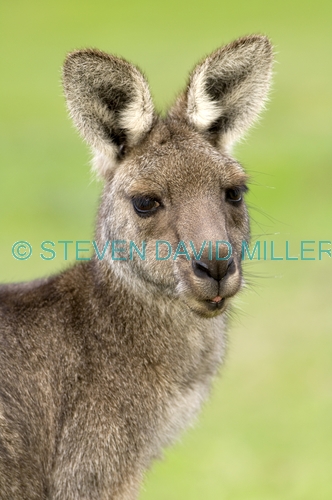 portrait female eastern grey kangaroo;macropus giganteus;grampians national park;kangaroo head portrait;kangaroo
