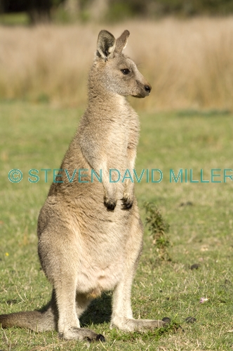 young eastern grey kangaroo;macropus giganteus;kangaroo portrait;grampians national park;steven david miller
