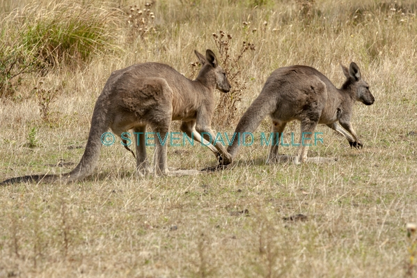Gariwerd;eastern gray kangaroo;kangaroo courtship
