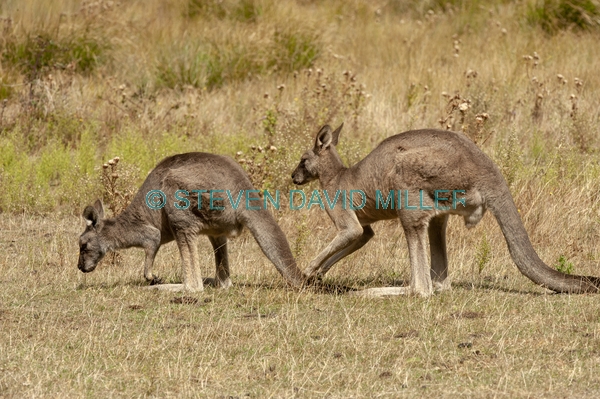 Gariwerd;eastern gray kangaroo;kangaroo courtship