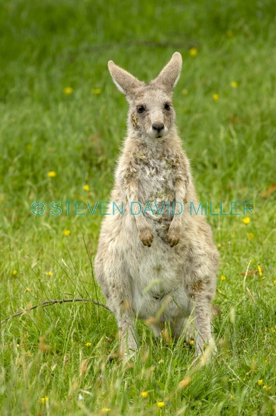 Gariwerd;eastern gray kangaroo;burrs stuck in animal’s fur