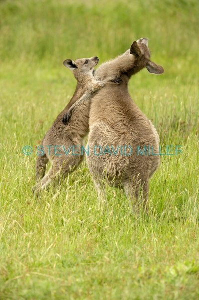 Gariwerd;eastern gray kangaroo;kangaroos playing