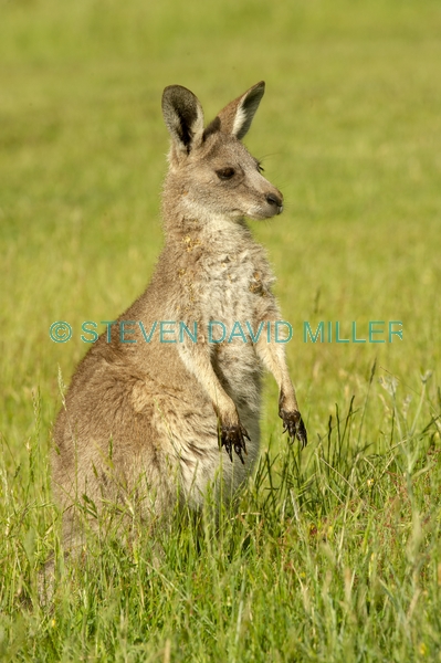 Gariwerd;eastern gray kangaroo;wet kangaroo paws