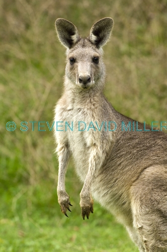 eastern grey kangaroo;kangaroo;macropus giganteus;buchan caves;buchan caves reserve;victoria reserve;australian marsupial