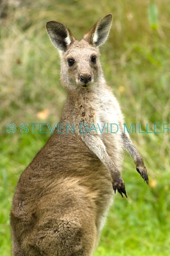 eastern grey kangaroo;kangaroo;macropus giganteus;buchan caves;buchan caves reserve;victoria reserve;australian marsupial