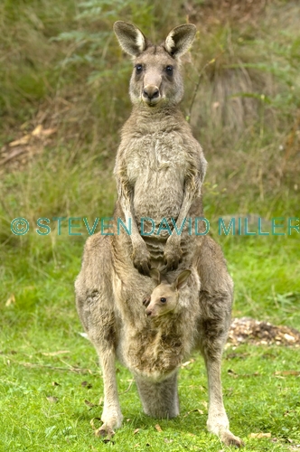 eastern grey kangaroo;kangaroo;kangaroo with joey;female kangaroo;kangaroo joey in pouch;macropus giganteus;buchan caves;buchan caves reserve