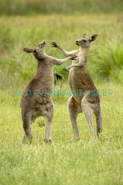 Gariwerd;eastern gray kangaroo;kangaroos fighting